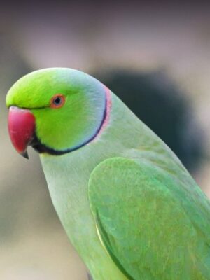 Harrison's Bird Foods High Potency Coarse Certified Organic Non-GMO Formula Pet Bird Food 5lb